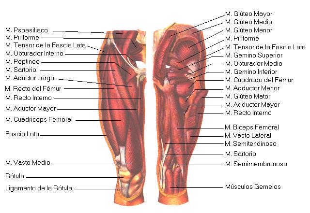 dolor de erección de pubalgia yg